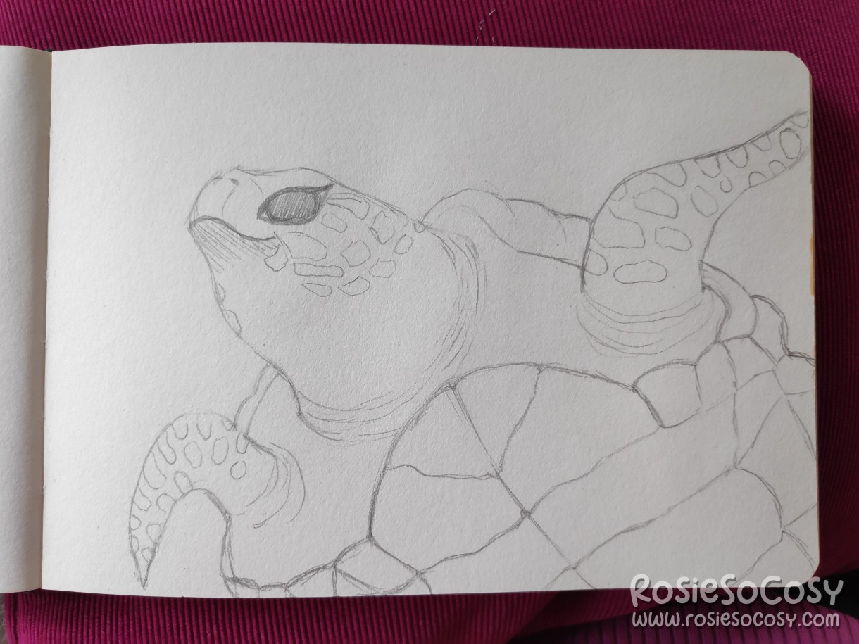A pencil sketch of a sea turtle.